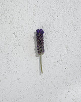 Lavender sprig