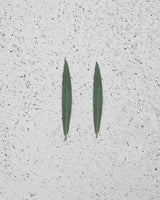 Tea Tree leaves