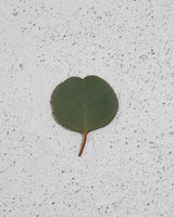 Eucalyptus leaf