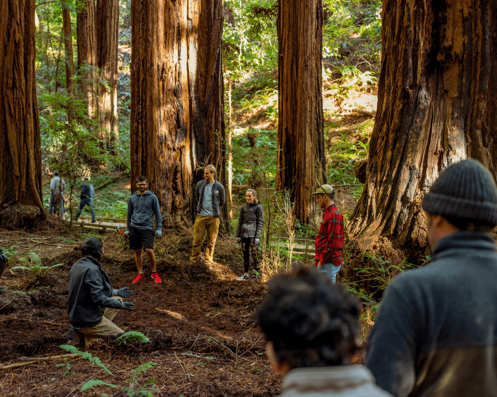 California Redwood Forest