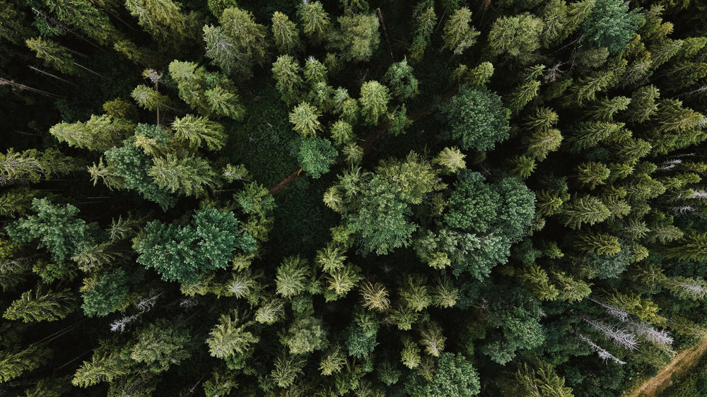 Top view picture of a green forest